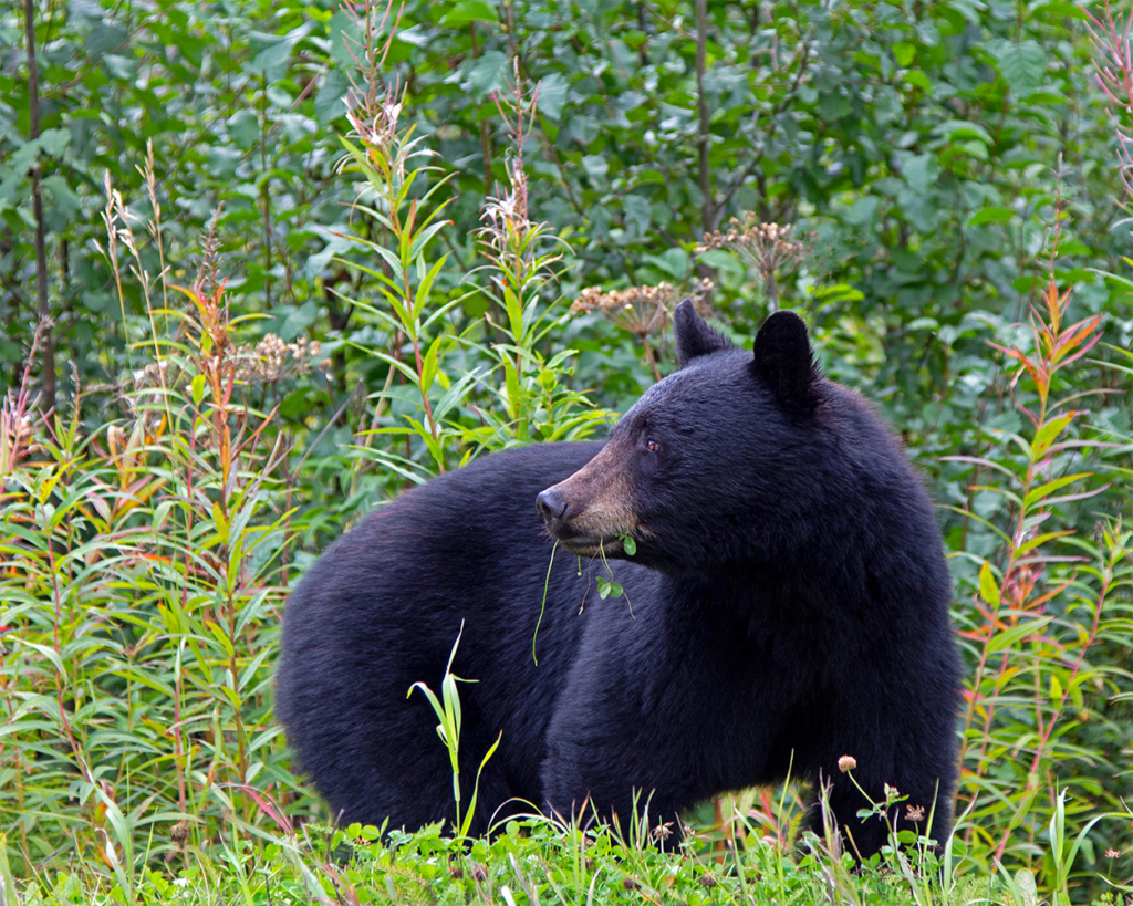 Can.Bear1317GregLawson