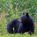 Can.Bear1317GregLawson