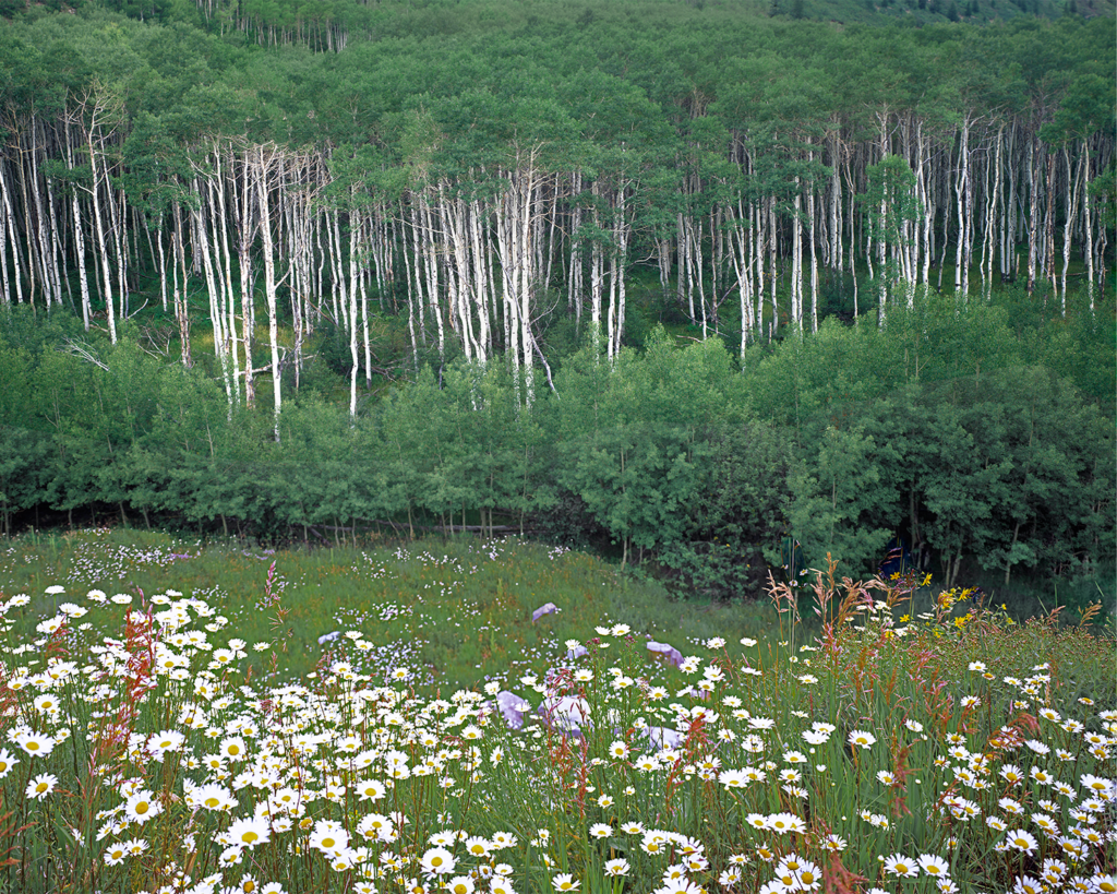 ColoradoAspen GregLawson