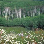 ColoradoAspen GregLawson