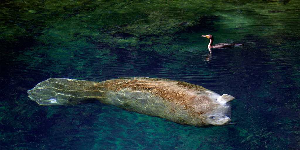 Manatee 3957Greg