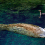 Manatee 3957Greg