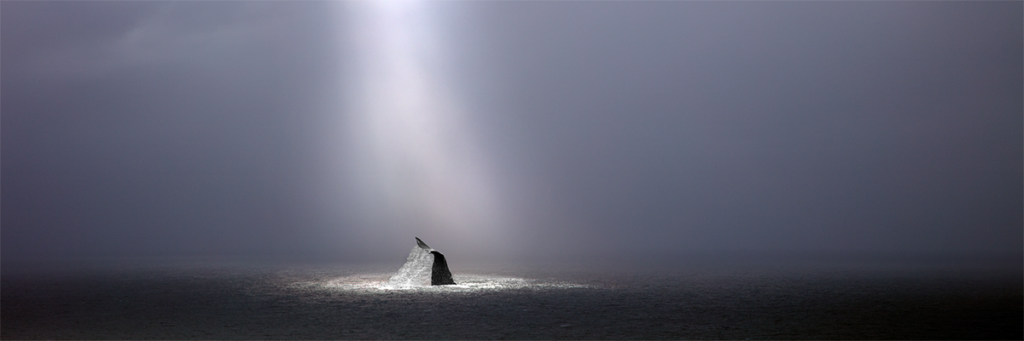 Whale435A5429GregLawson
