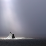 Whale435A5429GregLawson