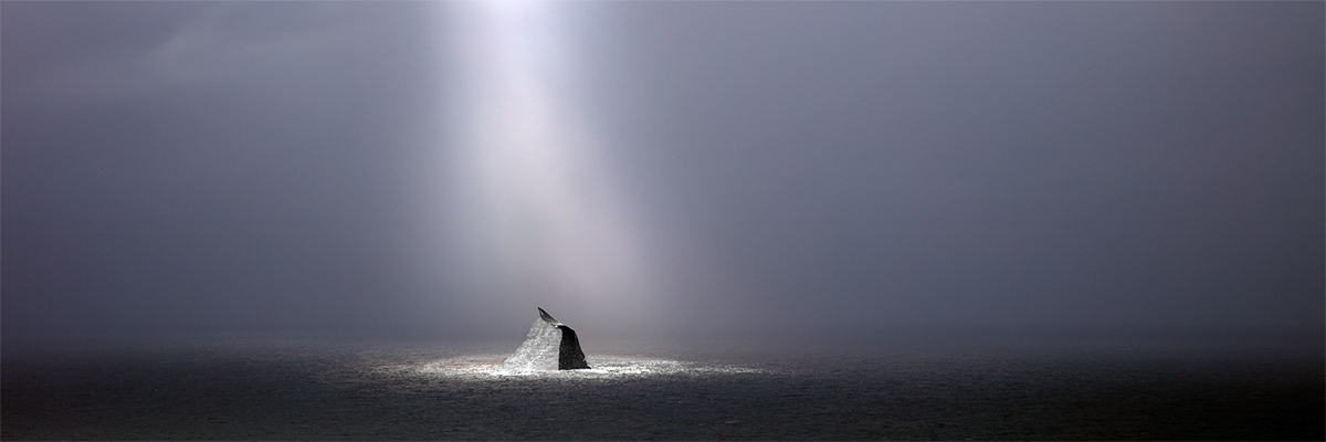 Whale435A5429GregLawson