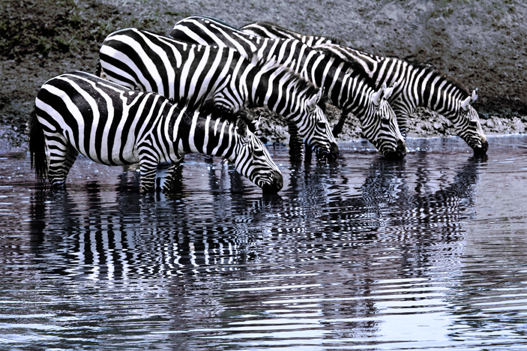 Zebras.MaraRiver.Kenya063 GregLawson