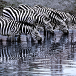 Zebras.MaraRiver.Kenya063 GregLawson