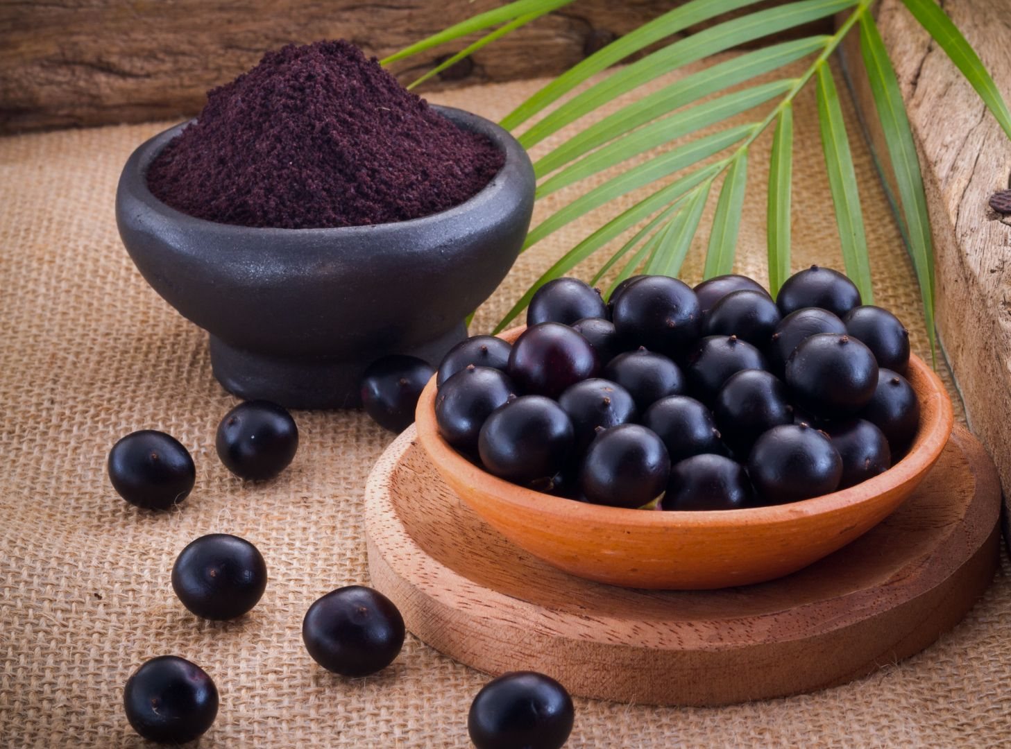 Açaí berries and açaí powder — the superfood base of ACAI+
