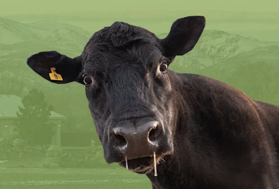 Close-up of cattle raised for Horney Toad Meats