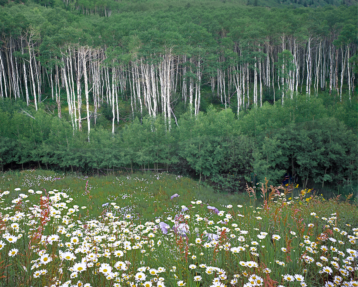 Colorado Aspen — Nature