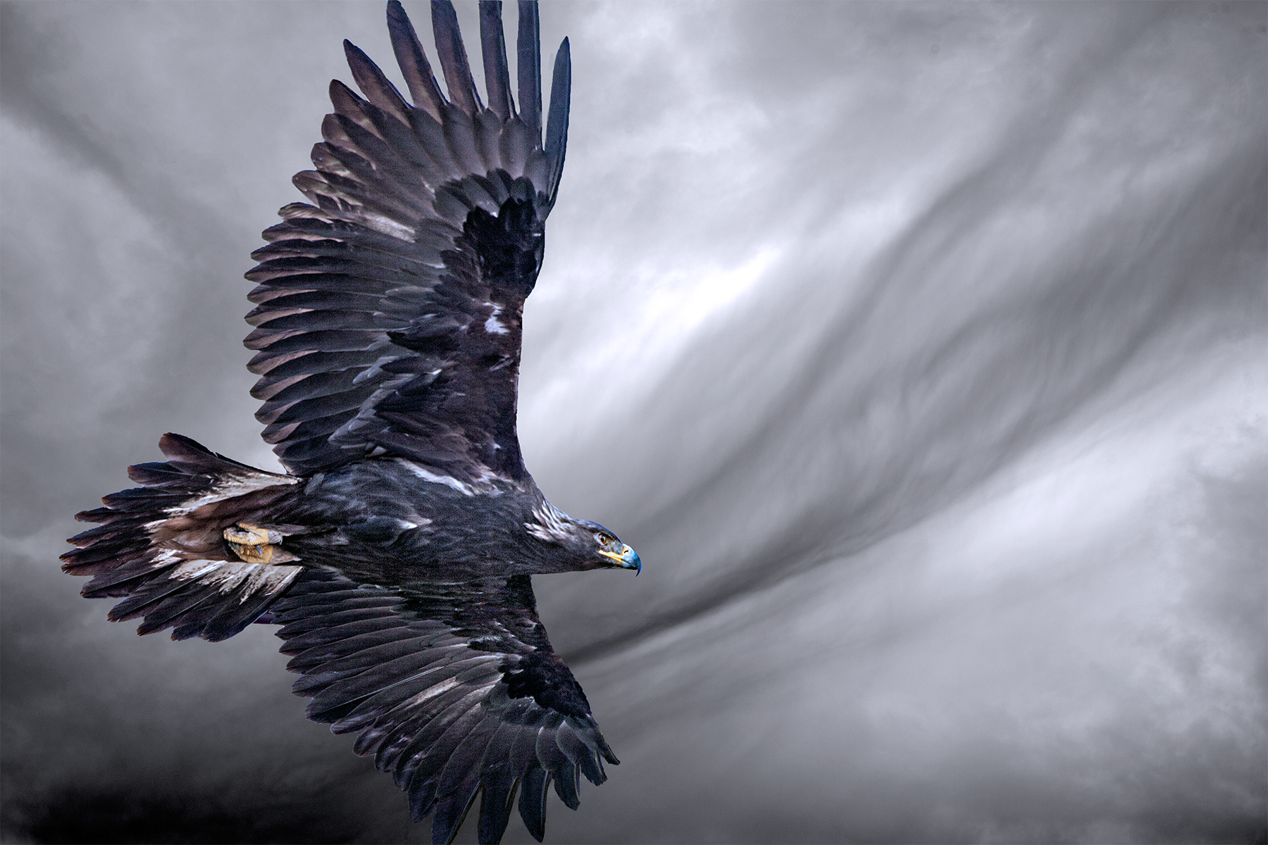 Eagle — Wildlife